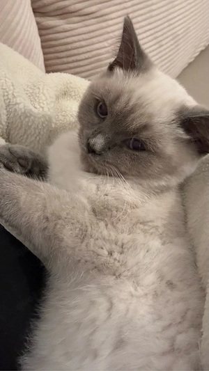 BKH Katze Ayla sucht ein liebevolles Zuhause   