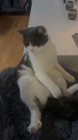 süße Bkh katze zu Verkaufen