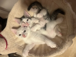 Türkisch Angora Kitten 