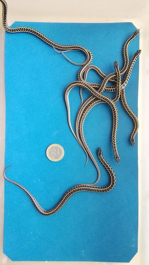 Buntnattern: Liophis Erythrolamprus jaegeri u. poecilogyrus u. Lygophis anomalus  Bild 5