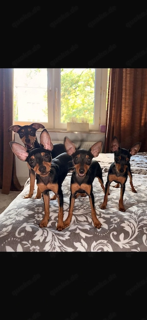 Zwergpinscher Welpen 