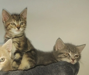 Maru & Duster   Geschwister suchen gemeinsam ihr Zuhause