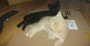 Mochi & Sunoo   zwei aufgeweckte Brüder suchen ihr Zuhause