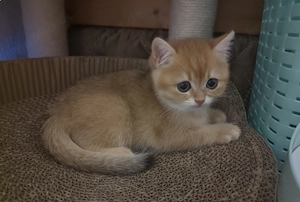 Ein BKH Kitten gold ohne Stammbaum sucht ein liebevolles Zuhause!