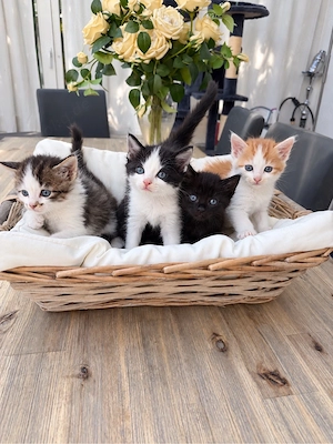 Babykatze Persermix BKH 