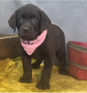 nsere reinrassige Labrador Hündin hat am 22.06.2026 