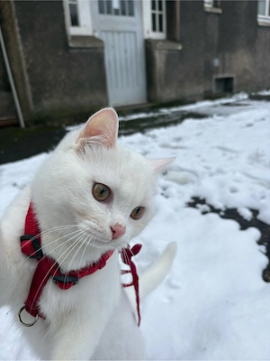 kater abzugeben 