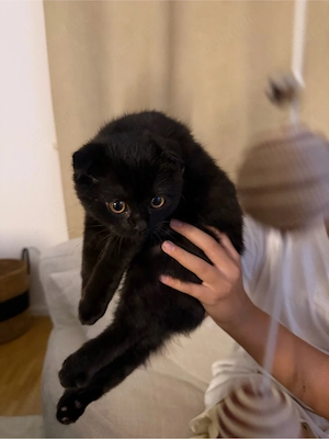 Liebevolles Zuhause für einen kleinen Kater gesucht