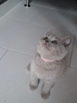 bezaubernde bkh kitten