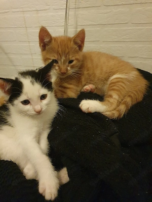 Babykatzen männlich anfang Juli geboren
