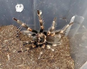 Brachypelma auratum 0.1 Vogelspinne