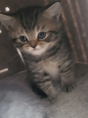 Katzen abzugeben 