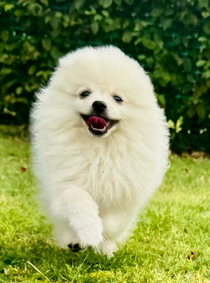 Pomeranian Zwergspitz 