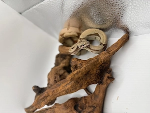 Boa Imperator Jungtier Hypo 66 % Het Albino (Kahl) 
