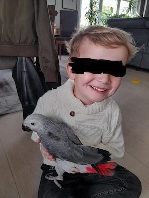 Graupapagei aus Handaufzucht