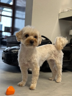 maltipoo hündin 