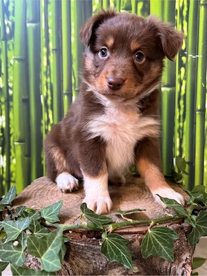 Mini Australian Shepherd, Aussie, Australien