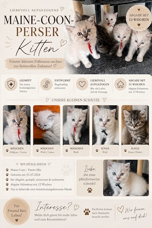 Perser-Main-Coon Kitten 