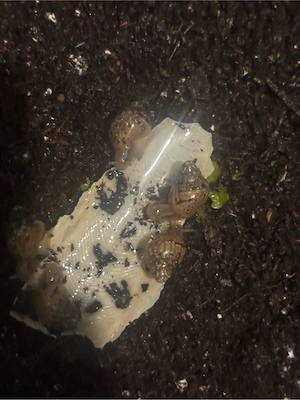 kostenlos Achatschnecken lisaachatina fulica Bild 2