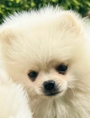  Zwergspitz  Pomeranian 
