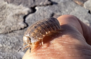 Helleria brevicornis - Riesenassel