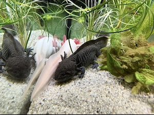Axolotl schwarz Bock Wildling mit Goldpigmenten Bild 3