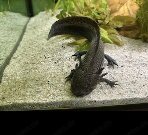 Axolotl schwarz Bock Wildling mit Goldpigmenten Bild 2