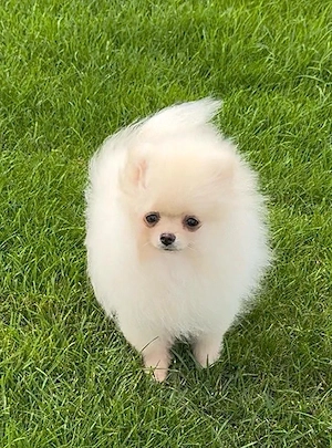 Zwergspitz Pomeranian Welpen sehr hübsch,  reinrassig 