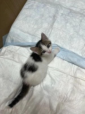 Katzenbaby weiss gefleckt weiblich