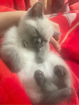 4 wunderschöne Kitten   2 Kater & 2 Katzen suchen liebevolles Zuhause