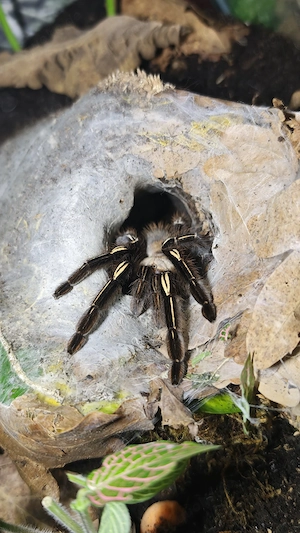 Vogelspinnen 