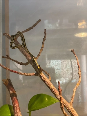 Haltungsaufgabe!! 1.1.2 Thamnophis eques eques Zuchtpaar, 3 Jahre alt