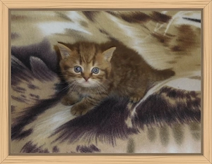 Britisch Kurzhaar Kitten mit STB