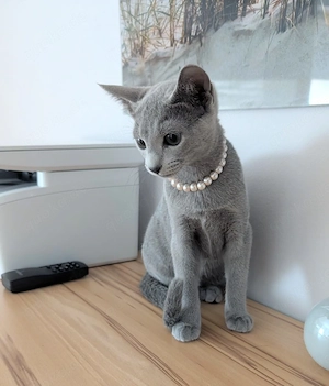 Zwei wunderschöne Russisch Blau Kätzchen suchen ihr Für-immer-Zuhause