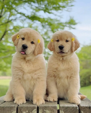 Golden Retriever puppy looking for the best and loving home