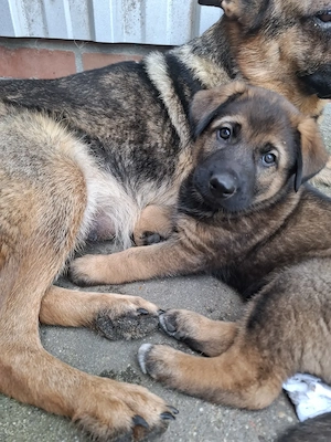 Schäferhund Husky Mischling Welpen