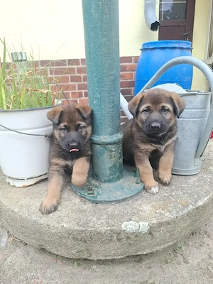 Schäferhund Husky Mischling Welpen
