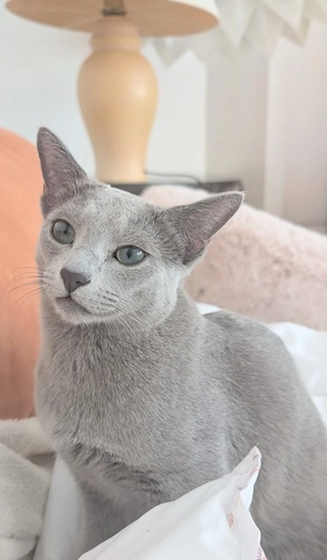 Unser Russisch Blau Kater Bussi sucht sein ganz besonderes Für-immer-Zuhause