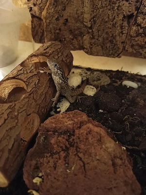 Rollschwanzleguan (Leiocephalus Carinatus)