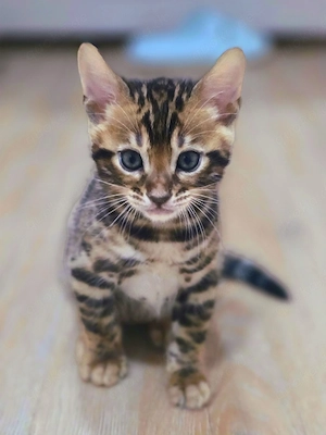 Reinrassige Bengal Kitten