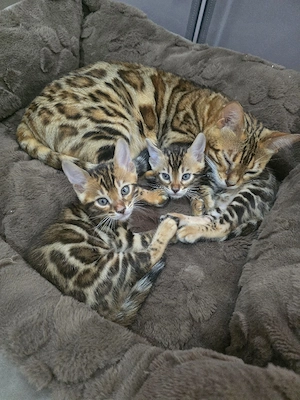 Reinrassige Bengal Kitten