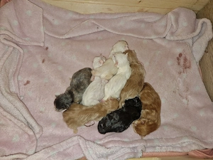 8 Maine Coon Kitten aus verantwortungsvoller Hobbyzucht