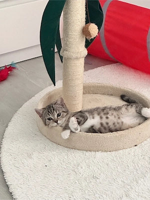süßes BKH Kitten 