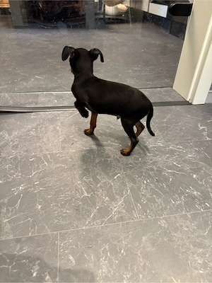 Zwerg Pinscher Welpen 