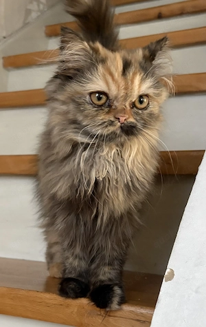 Langhaar Katze sucht ein zu Hause