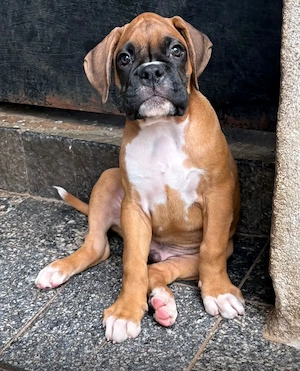 2 Boxer welpen noch da