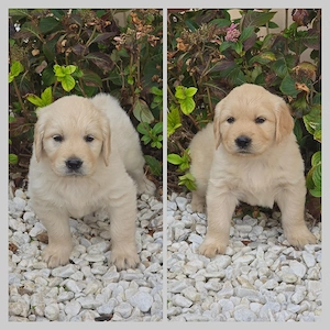 golden Retriever Welpen