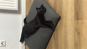 Deckkater gesucht. Es sollte ein mitteleuropäischer Rothaar sein.