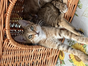 Hübsche Bengal Mix Katze Kitten Chip Impfung