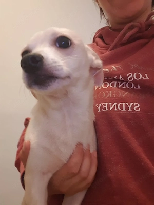 Chihuahua Mixe